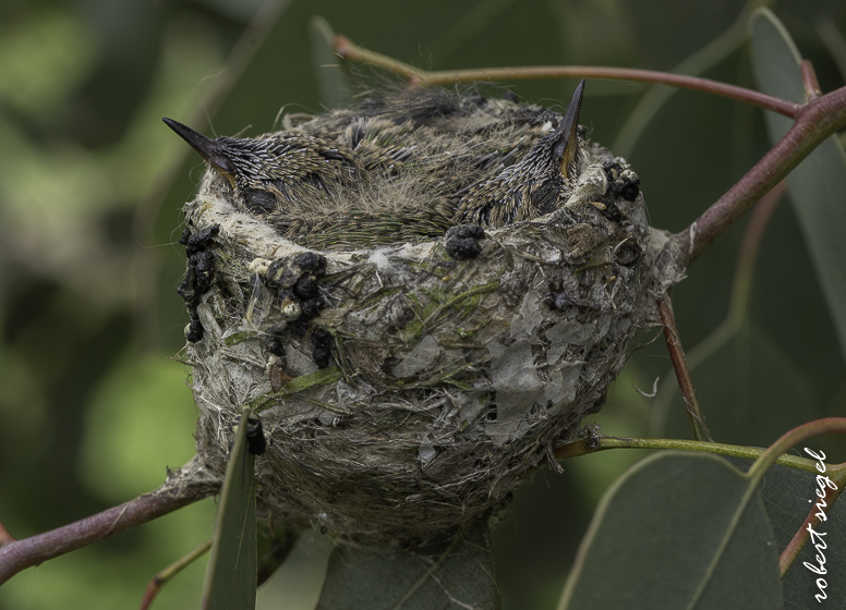 emily renzel wetlands 2026